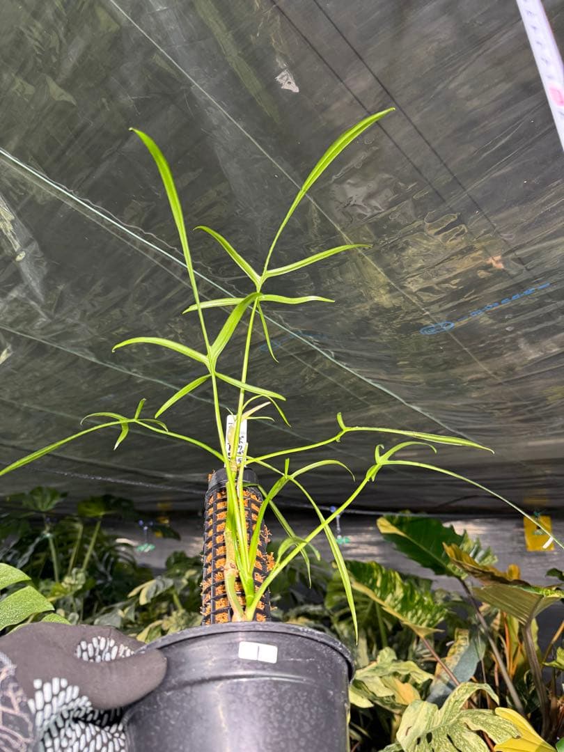 ハ*ク様 1 フィロデンドロン ポリポディオイデス　鉢モスポール付き