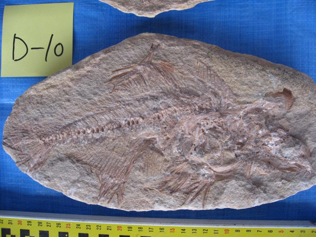 古代魚の化石３点セット　B-16　D-10　D-11