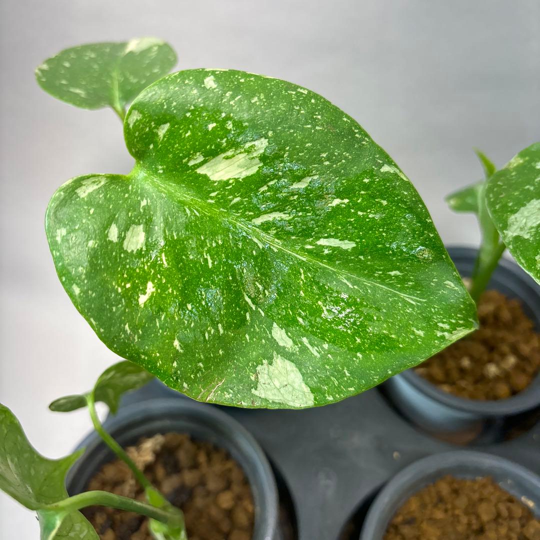 ち*え様 10株セットms53モンステラ・タイコンステレーション 斑入り