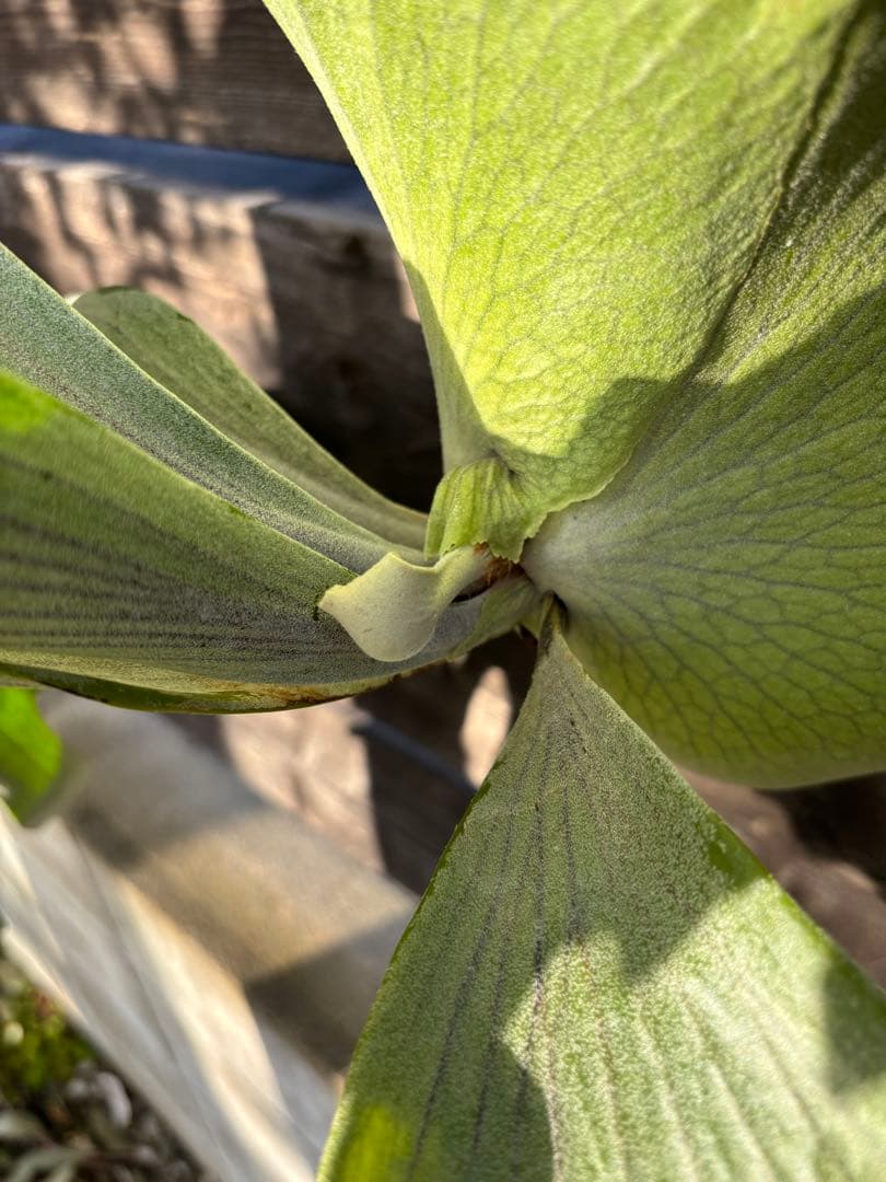 ビカクシダ　シルバーベルベット　フーンシキ　親株