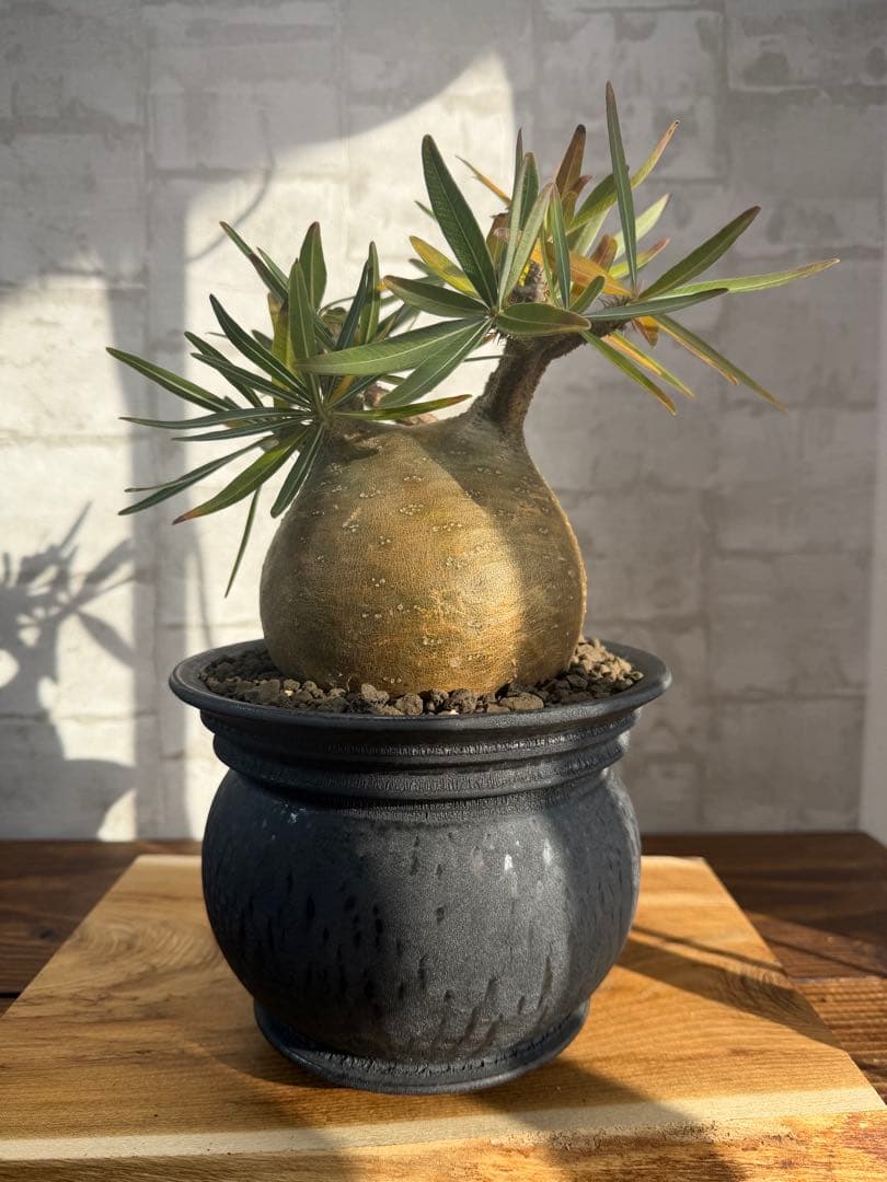 まん丸　パキポディウム　グラキリス　コレクション株　山中勇人