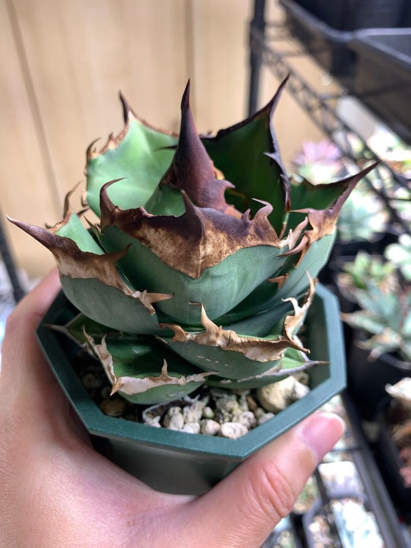 【Goodtaniku】白犀