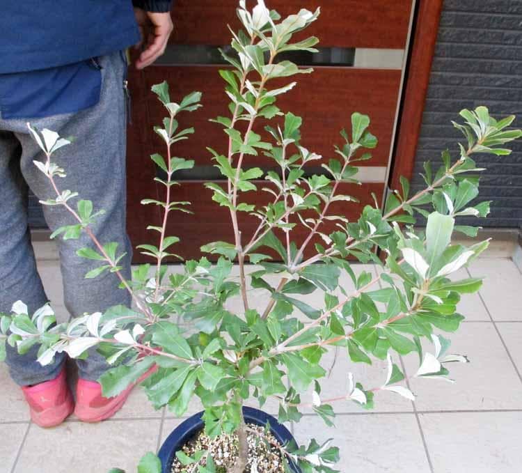 【現品】コーストバンクシア　Banksia integrifolia　８号　S8