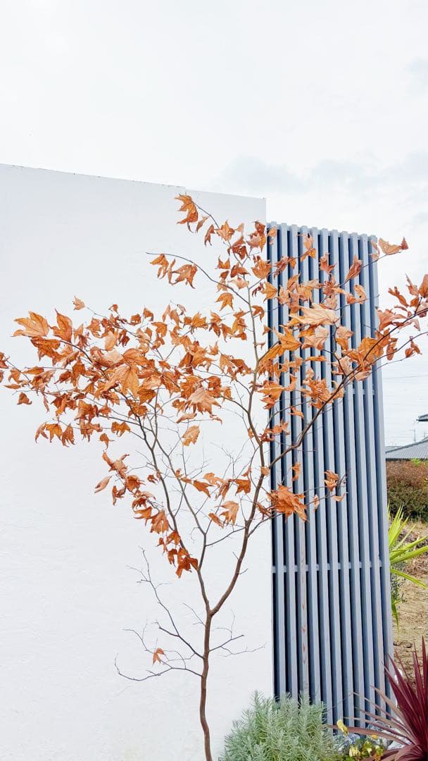 逸品。山採りシロモジ2.5M(鉢底から)