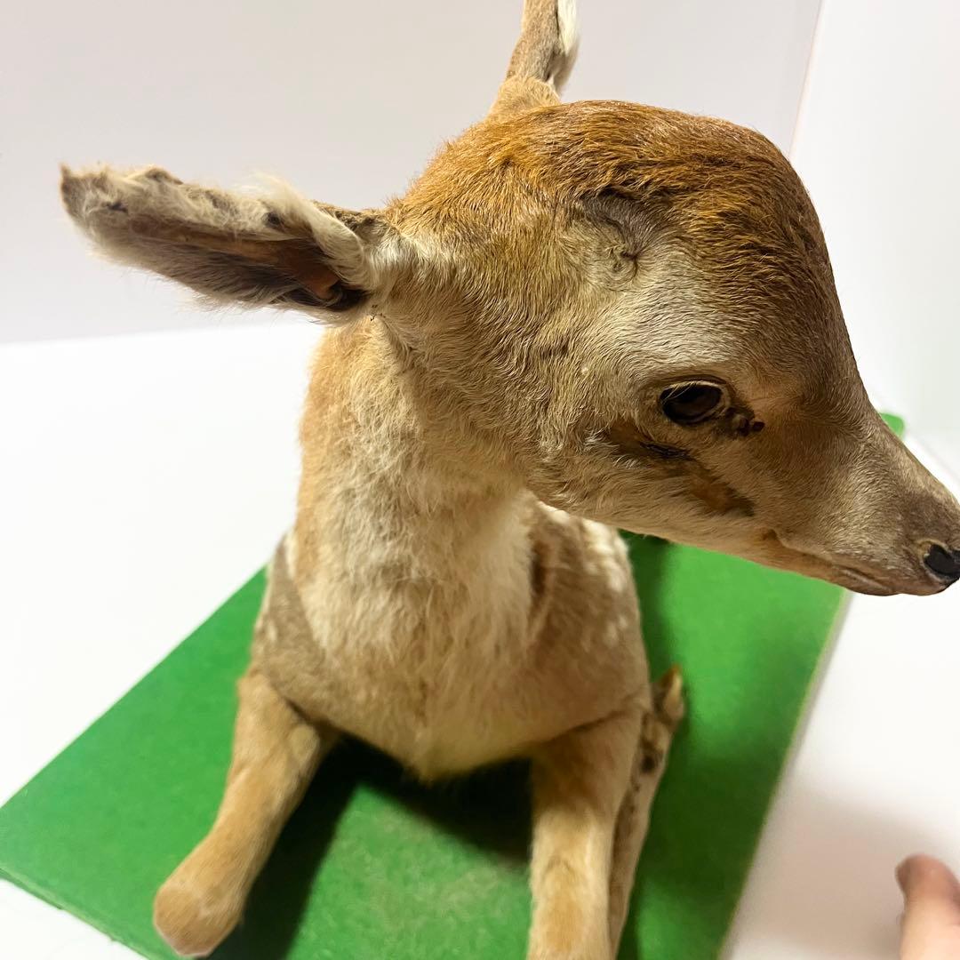 剥製 小鹿 子鹿 ニホンジカ 置き物 ヴィンテージ バンビ インテリア オブジェ