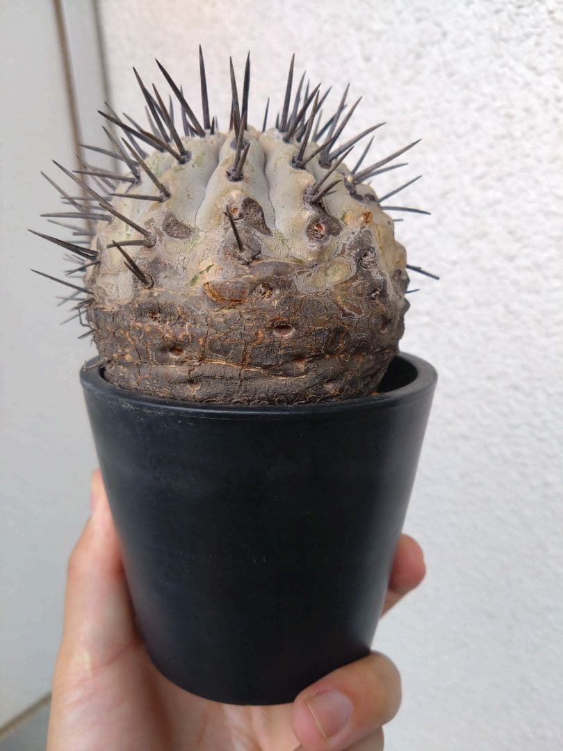 発根済　黒王丸 コピアポア シネレア