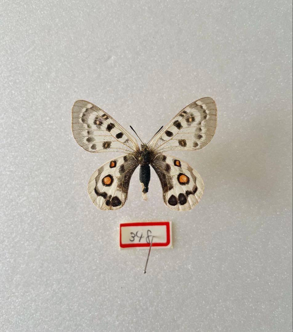 パルナシウス・チェケニー（メス、チベット産）