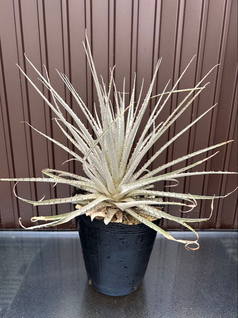 プヤ セルーレア O、P 、Qの3本セット