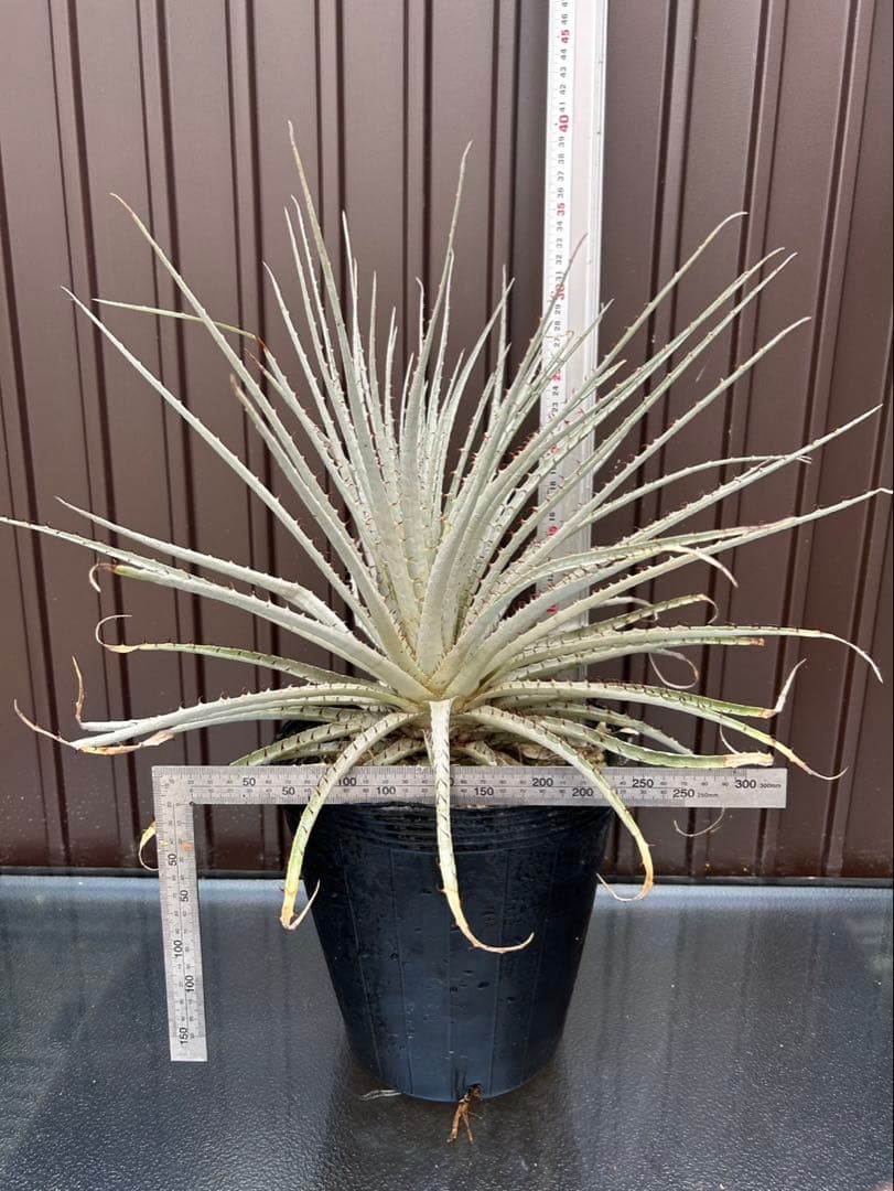 プヤ セルーレア O、P 、Qの3本セット