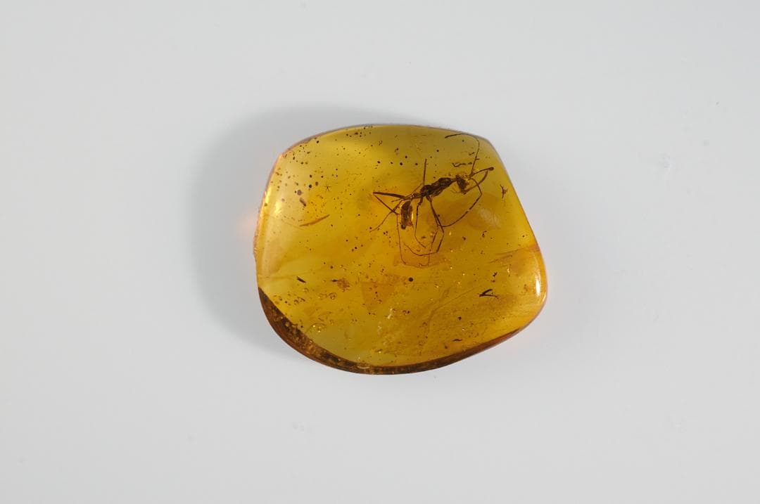 レア極上品 PA119 白亜紀の恐怖蟻きょうふありHaidomyrmex