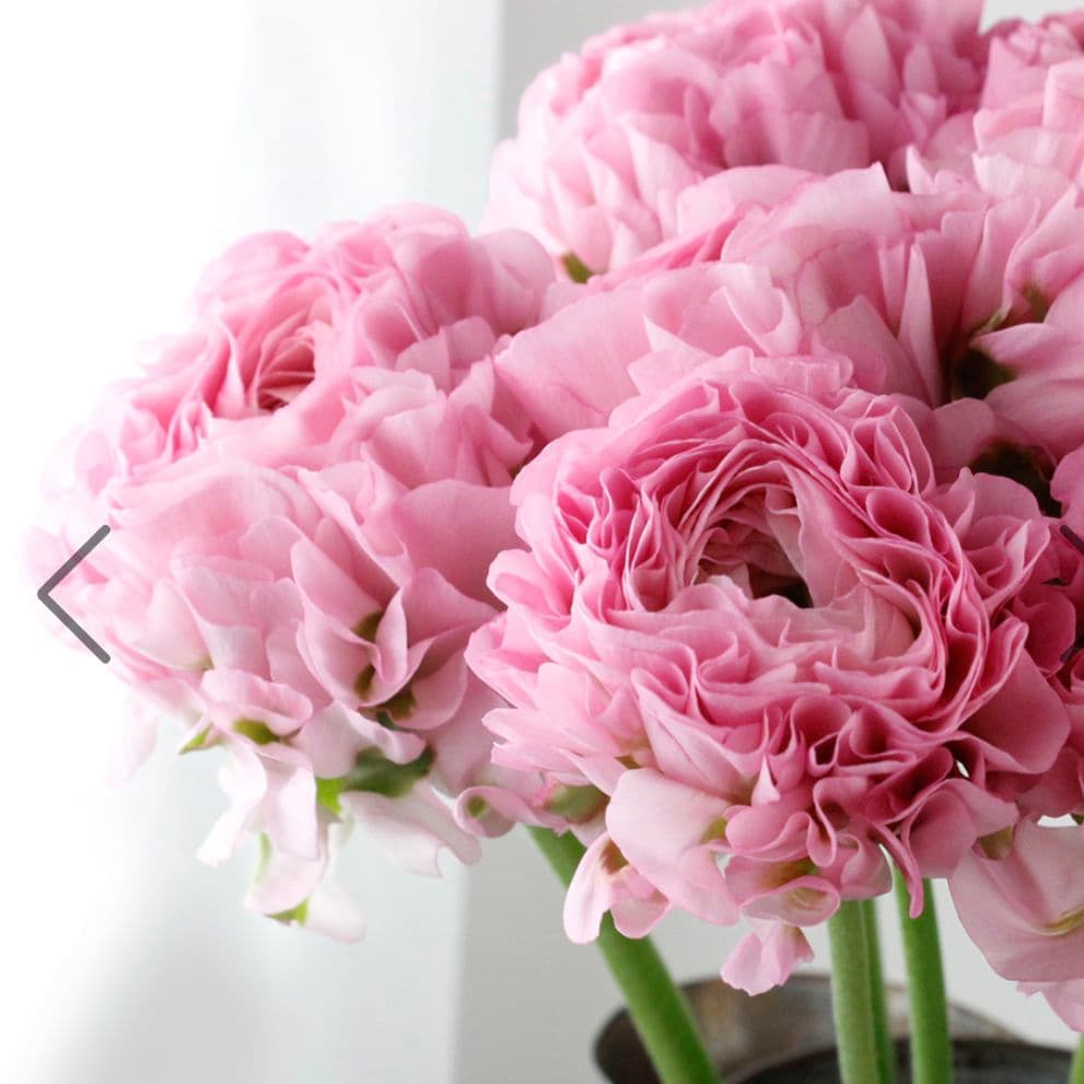 透け感ピンク ラナンキュラス 大苗 ポンポン『ハーマイオニー』大苗 メルカリ便♪