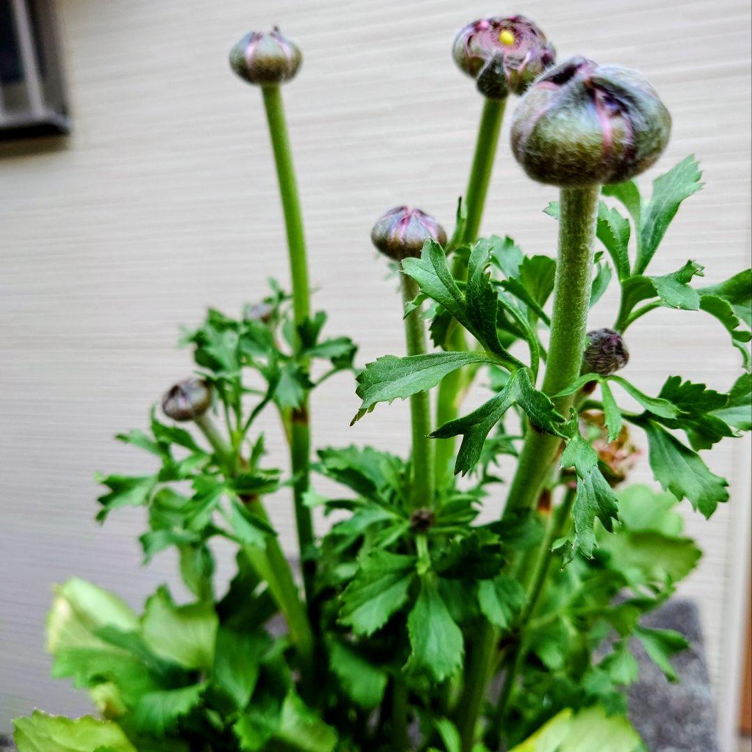 透け感ピンク ラナンキュラス 大苗 ポンポン『ハーマイオニー』大苗 メルカリ便♪