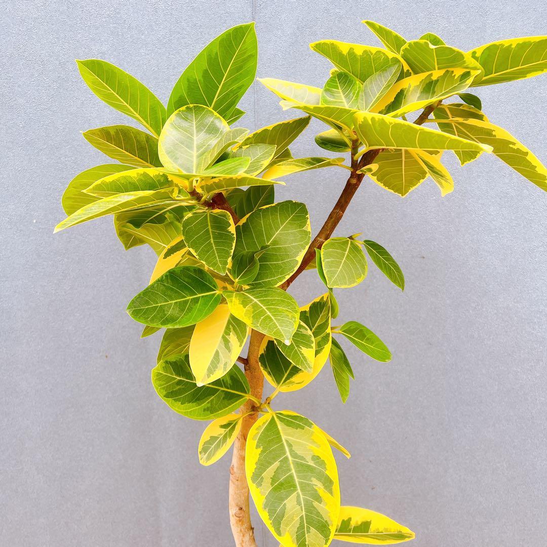 現品　フィカス　ゴムの木　アルテシマ　曲がり　6番　観葉植物　インテリアグリーン