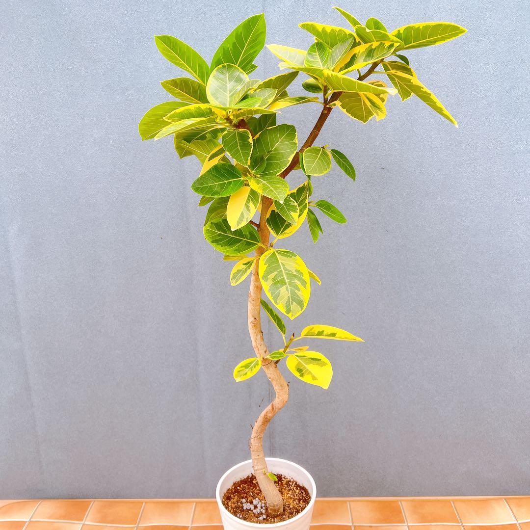 現品　フィカス　ゴムの木　アルテシマ　曲がり　6番　観葉植物　インテリアグリーン