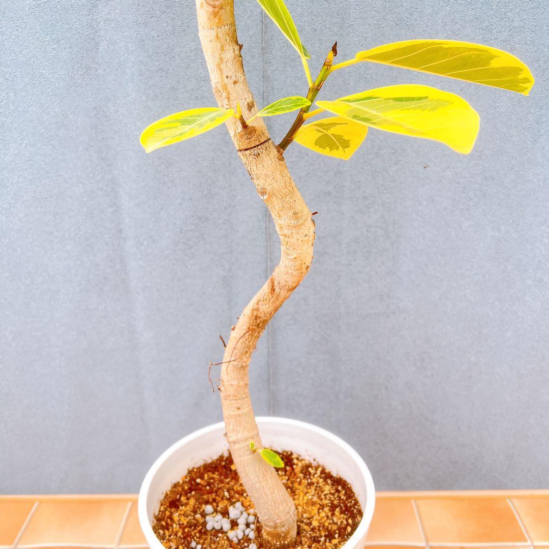 現品　フィカス　ゴムの木　アルテシマ　曲がり　6番　観葉植物　インテリアグリーン