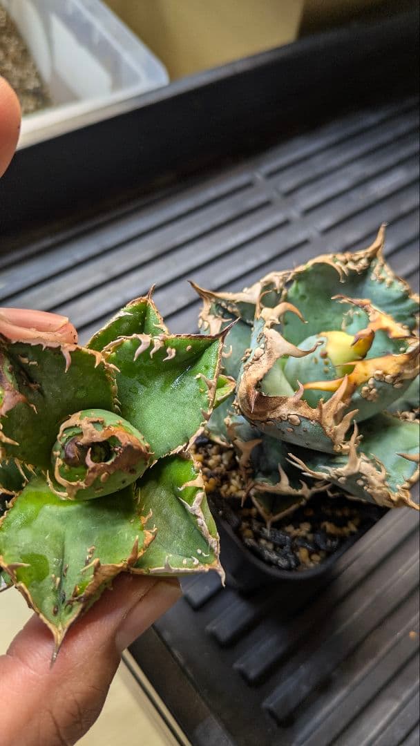 【超選抜】アガベ　チタノタ　疣猪　ブツブツ　検)麻花　冰雹　実生　オテロイ