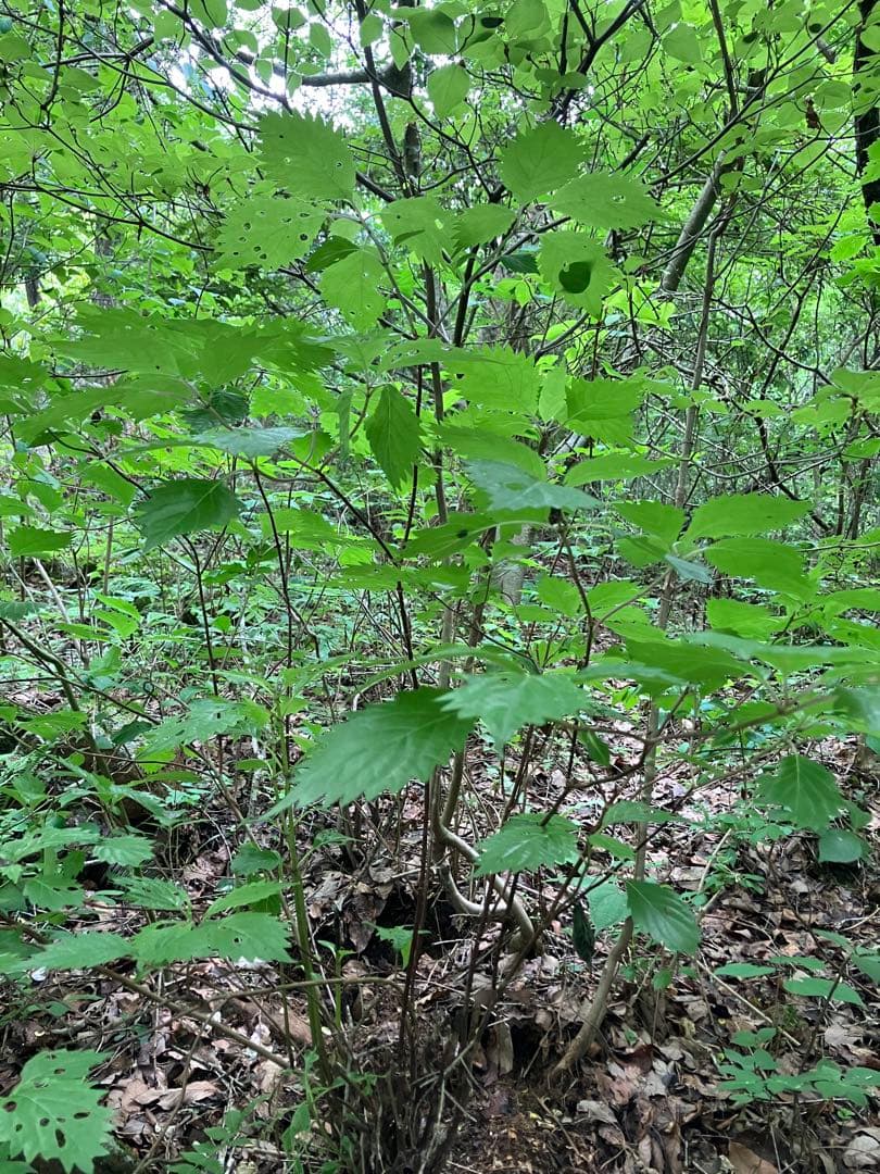 コアジサイーハゼ