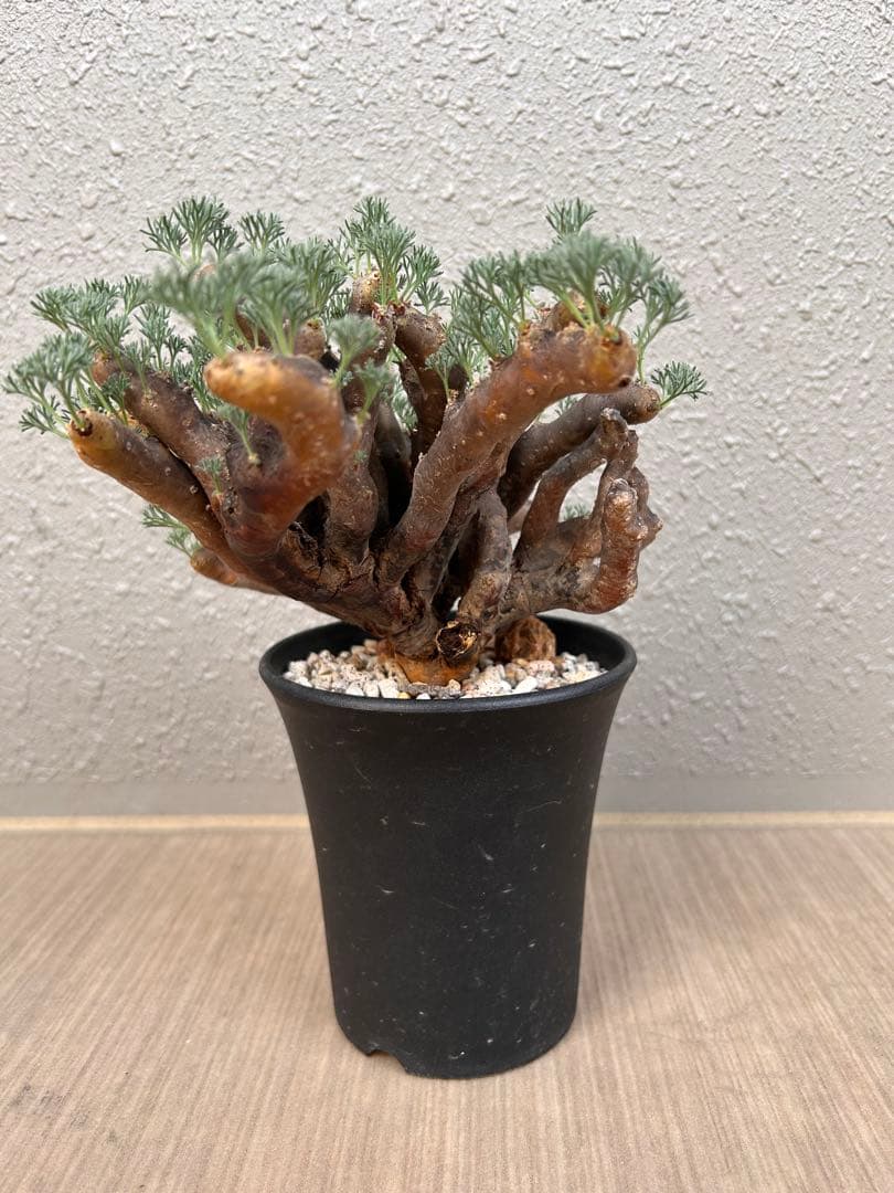 モンソニア・ムルチフィダ（現地株、発根済み、大株）