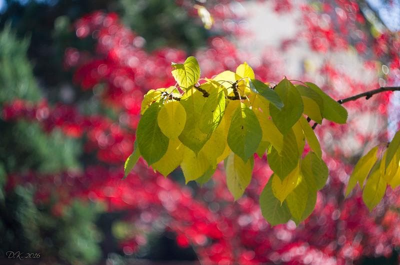 23 デッドストック　ぐるぐるボケレンズ　ヘリオス　44-2　M42アダプター付