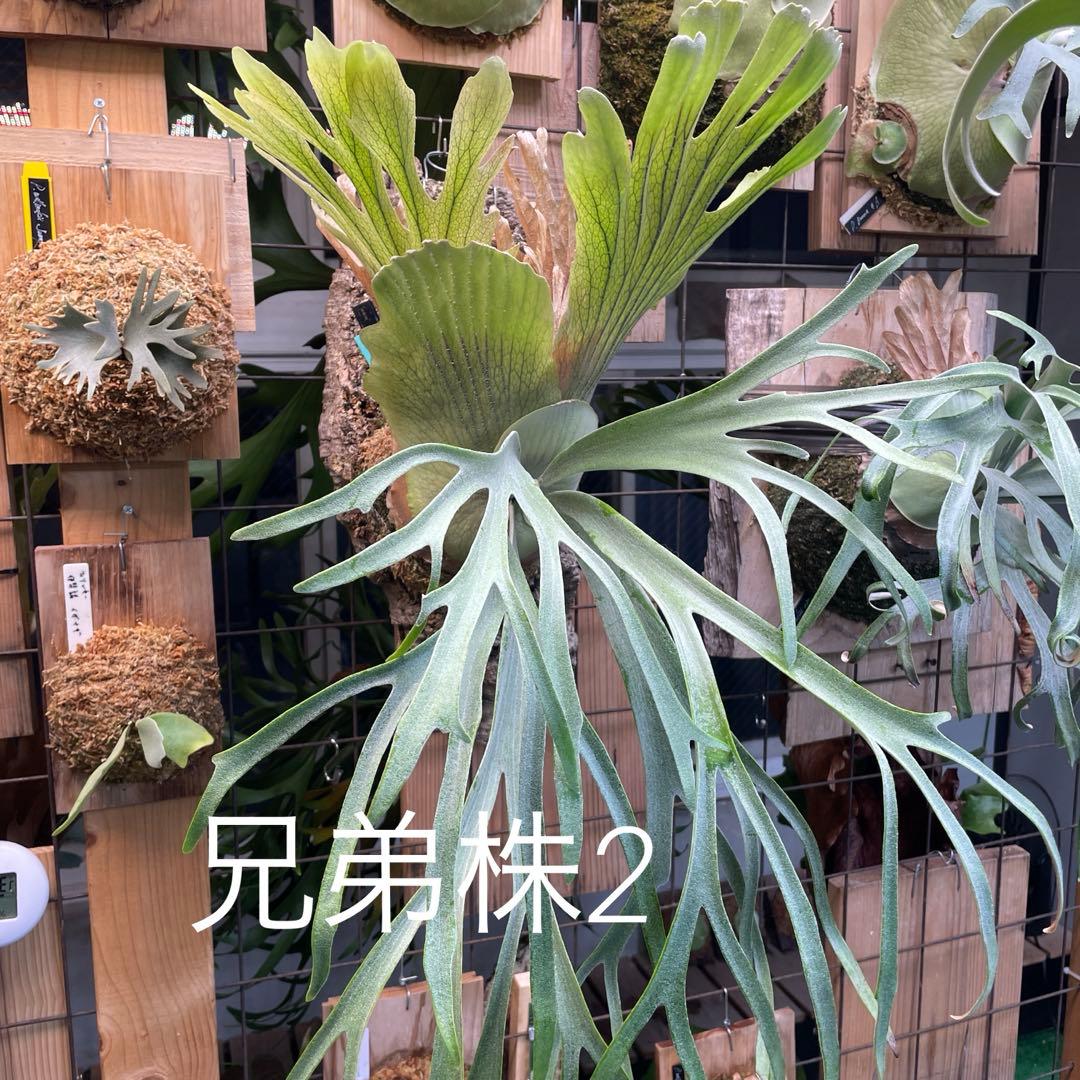 P.willinckii moonlight spore②