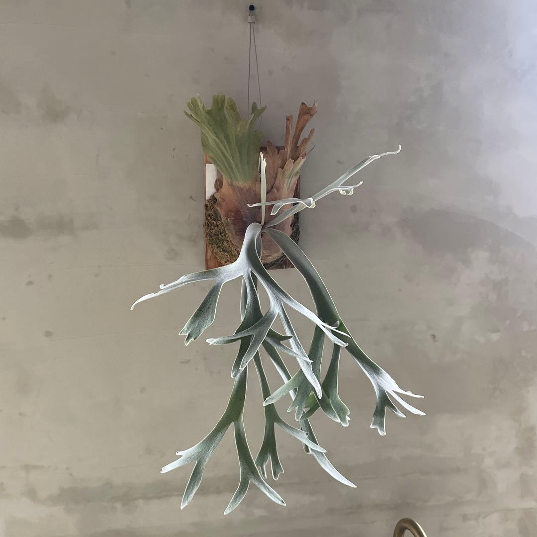 P.willinckii moonlight spore②