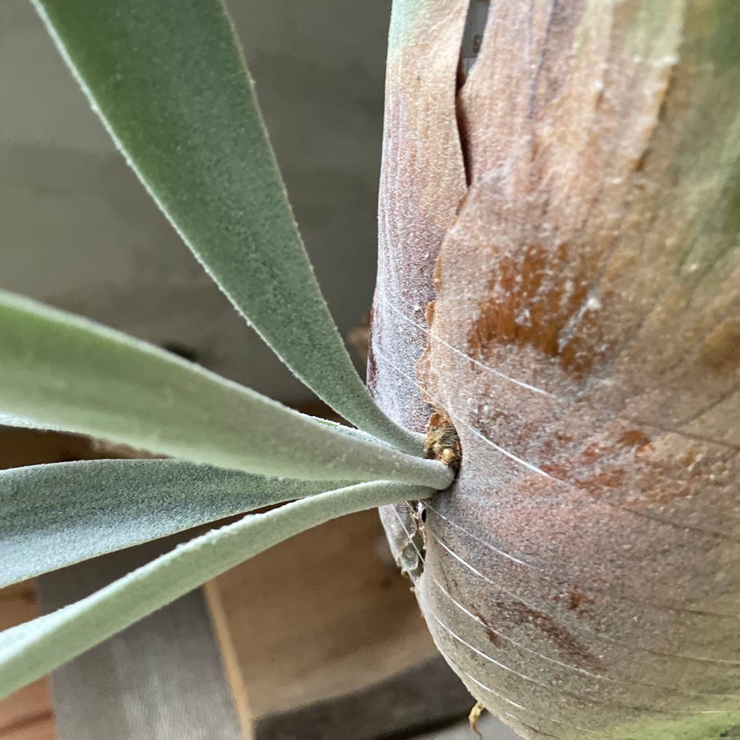 P.willinckii moonlight spore②