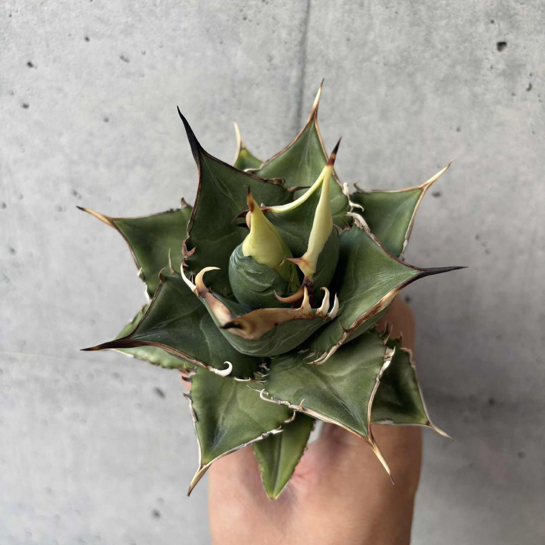 アガベ　オテロイ　北極星　子株