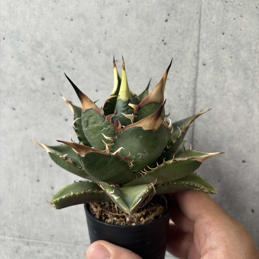 アガベ　オテロイ　北極星　子株