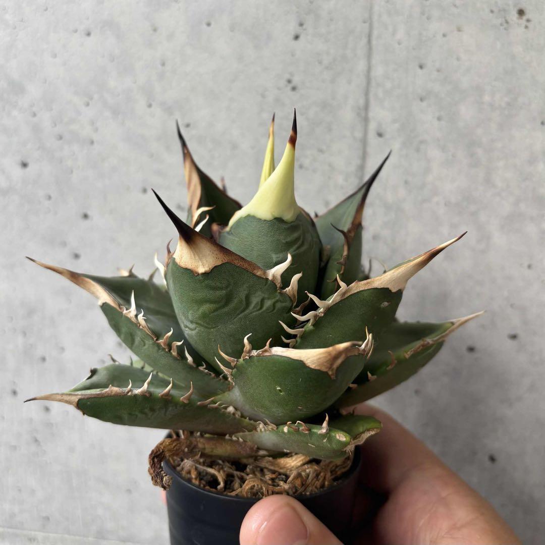 アガベ　オテロイ　北極星　子株