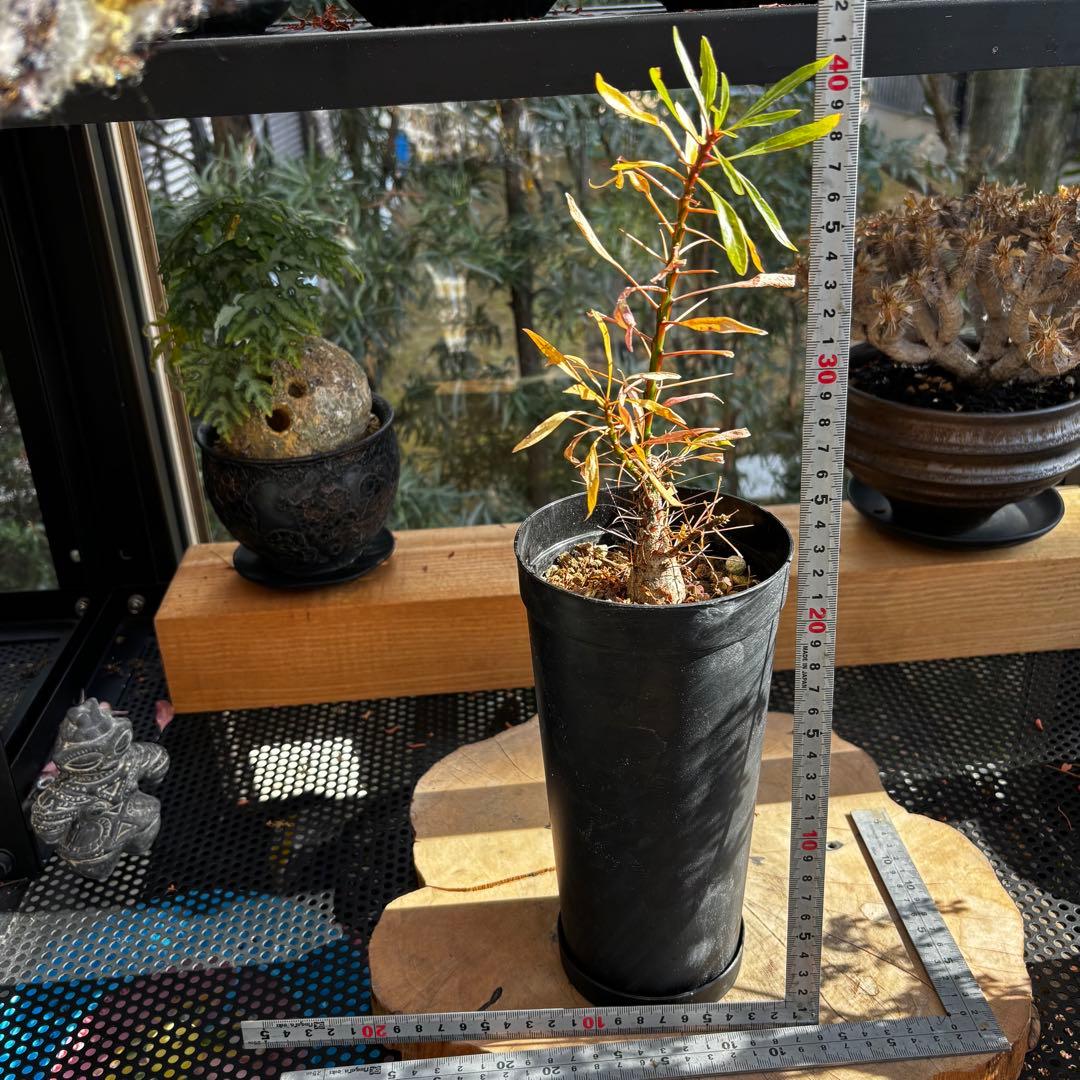 短期間限定大幅値下げ！充実株 国内実生 フォークイエリア プルプシー 塊根