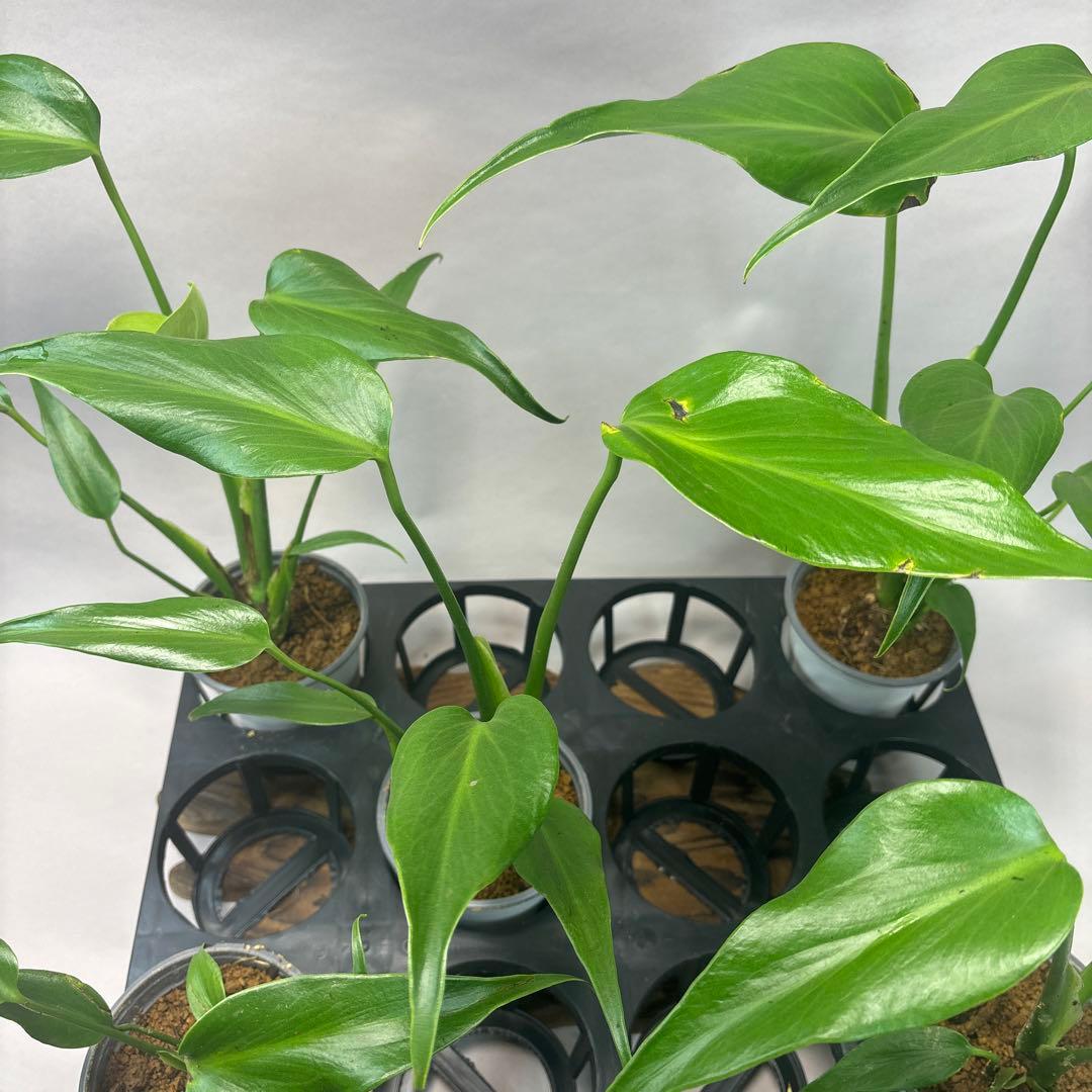 サ*イ様 5株セットms45ちょっと傷あり　モンステラ バールマルクスフレーム