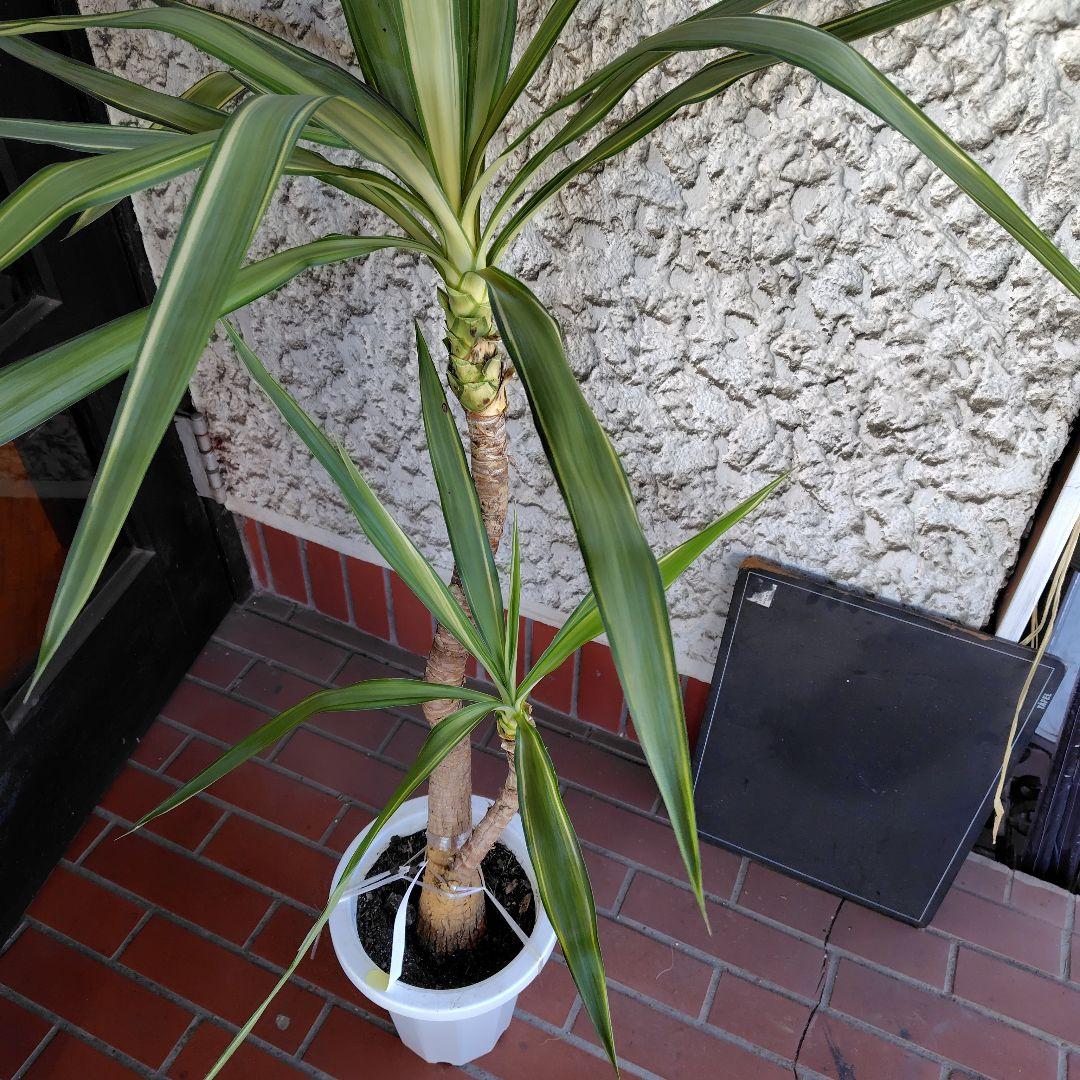 斑入りユッカ 約1.2メートル