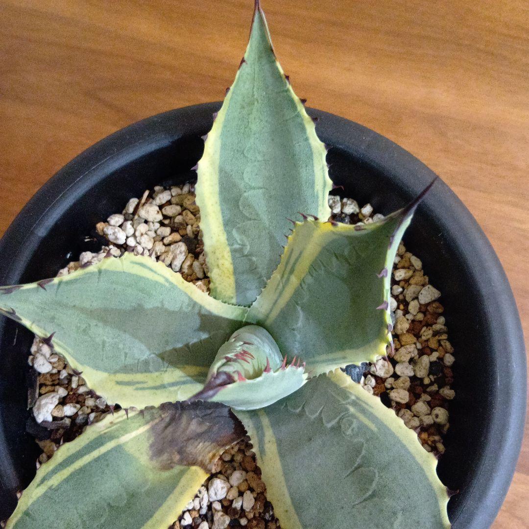 アガベ　パリー　旧来パリー錦　黄覆輪