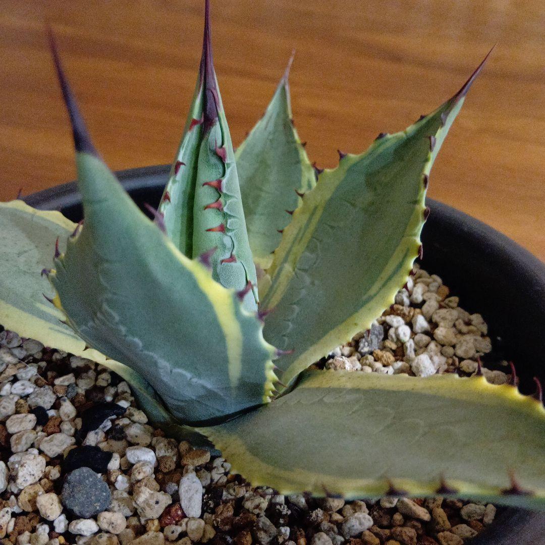 アガベ　パリー　旧来パリー錦　黄覆輪