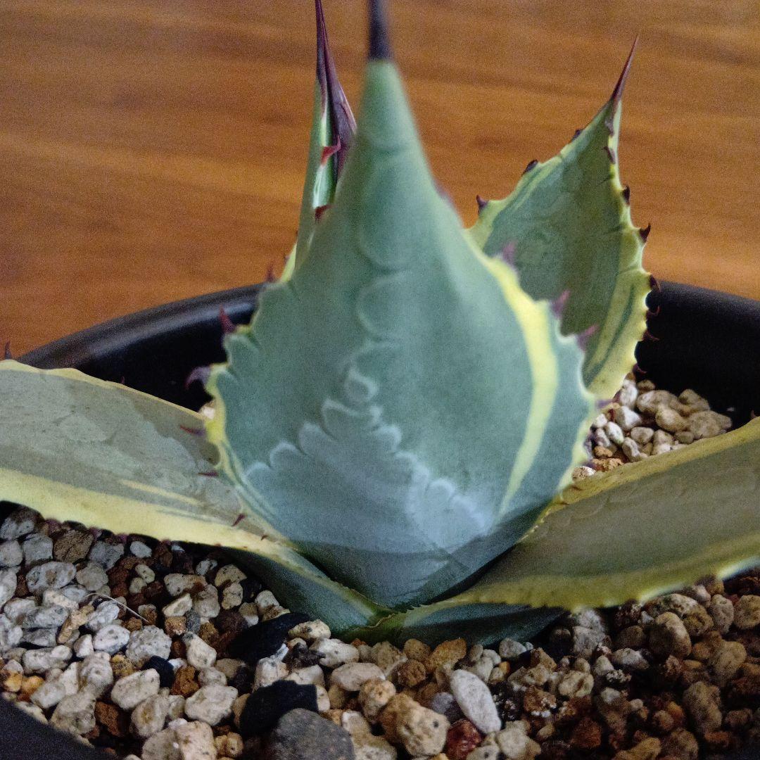 アガベ　パリー　旧来パリー錦　黄覆輪