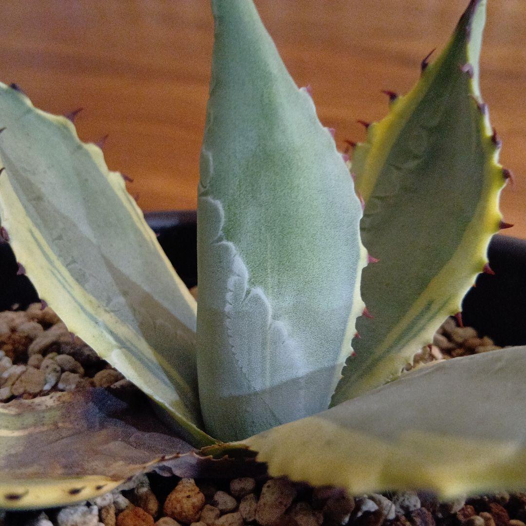 アガベ　パリー　旧来パリー錦　黄覆輪