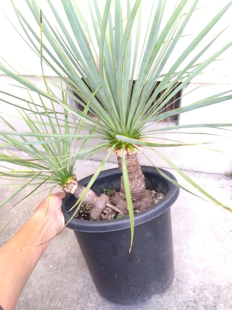 ユッカ　ロストラータ　9号鉢つき　ダブル❗