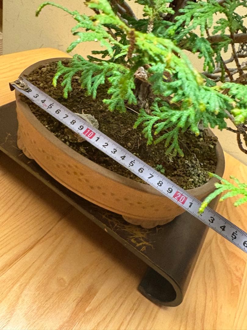 ヒノキ盆栽❗️フォロワー様170人記念！値下げ‼️黒松盆栽真柏盆栽
