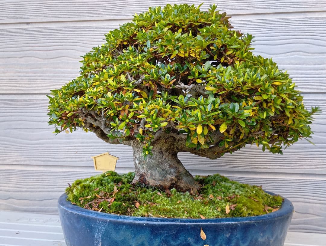 ‼️盆栽‼️皐月盆栽‼️明美の月‼️