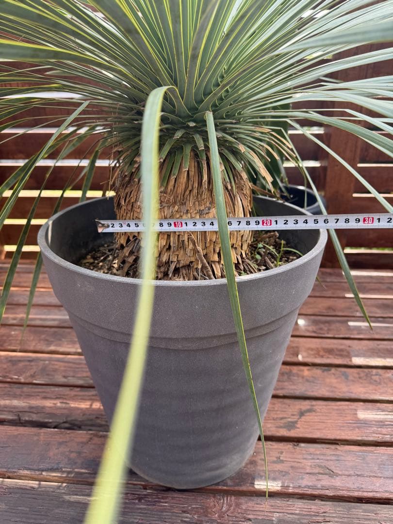 ロストラータ　綺麗　チェリー