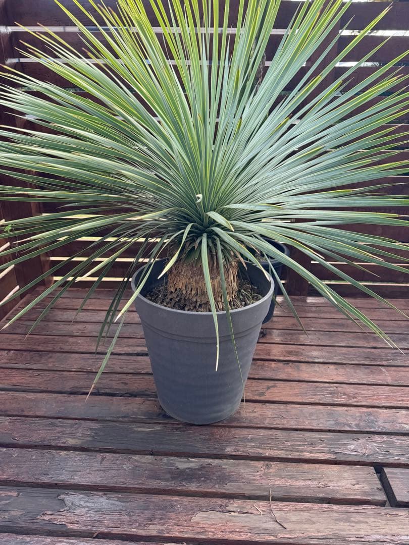 ロストラータ　綺麗　チェリー