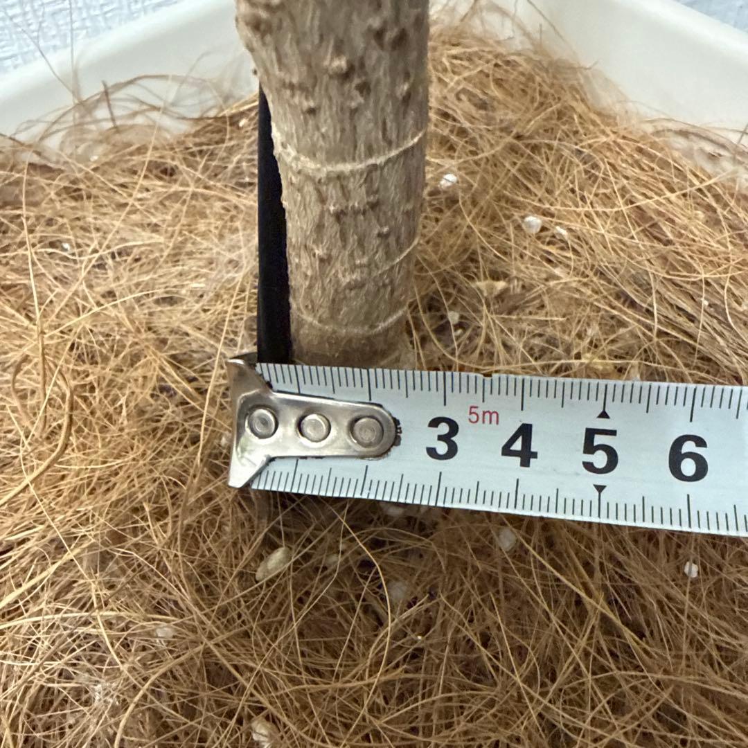 ポリシャス フリスビー スマイル