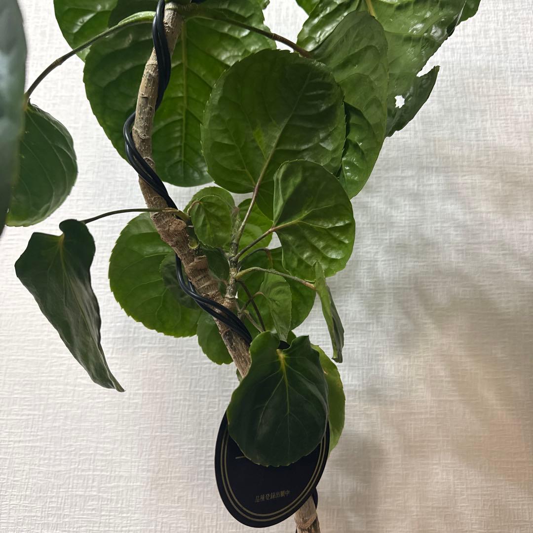 ポリシャス フリスビー スマイル