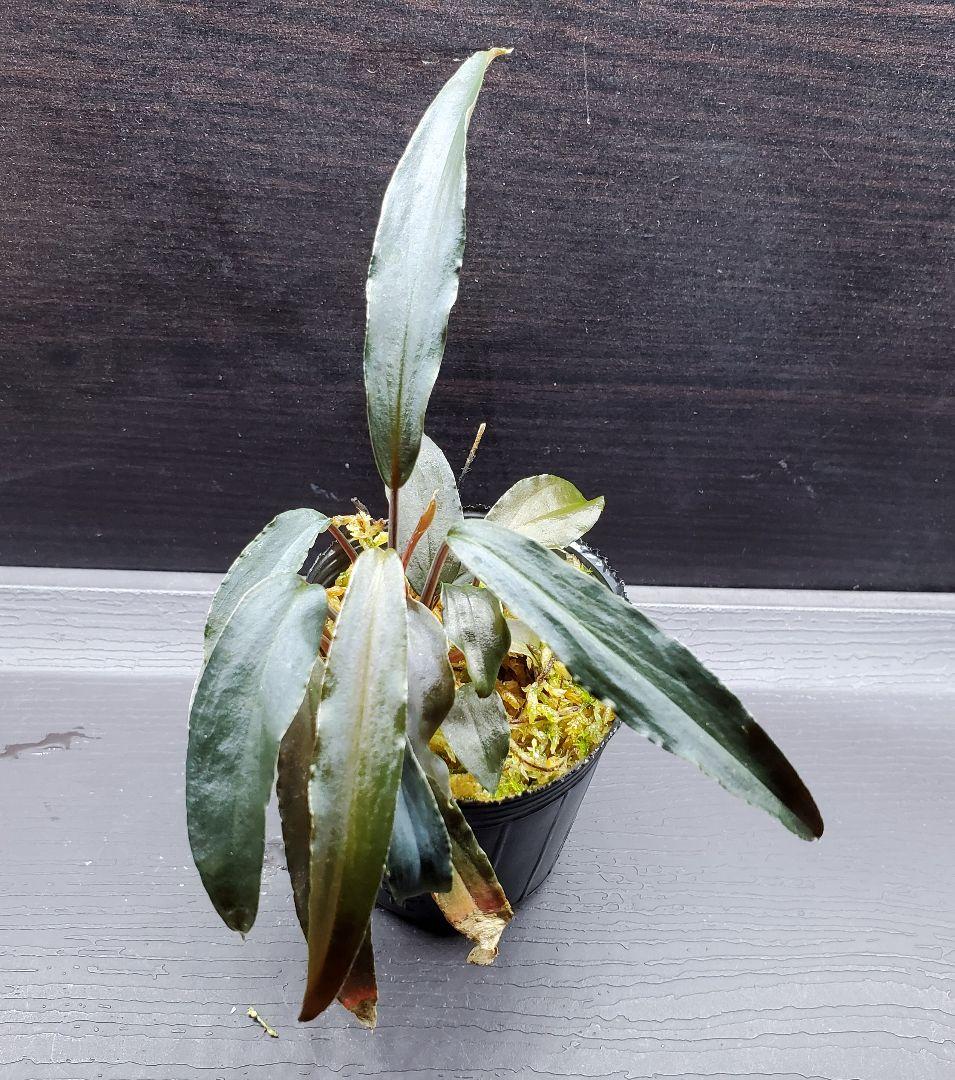 ホマロメナ sp mamasa rednarrow Sulawesi カミハタ便