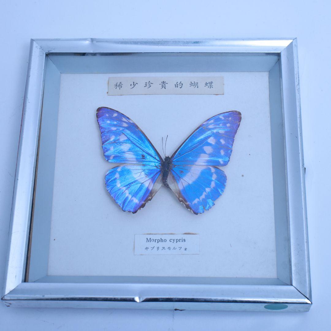 キプリスモルフォ　標本　額入り　稀少珍奇的胡蝶