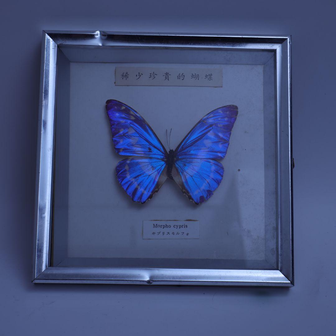 キプリスモルフォ　標本　額入り　稀少珍奇的胡蝶