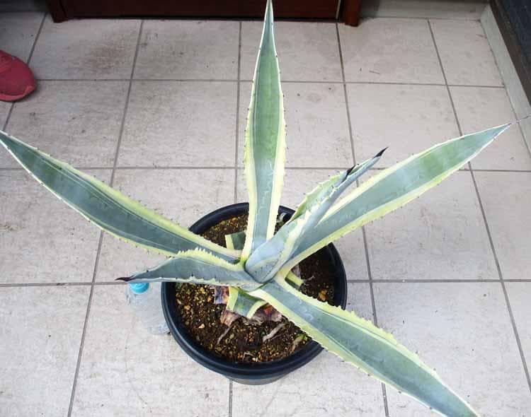 【現品】アガベ　アメリカーナ　斑入り　バリエガータ　（竜舌蘭）9号　E8番