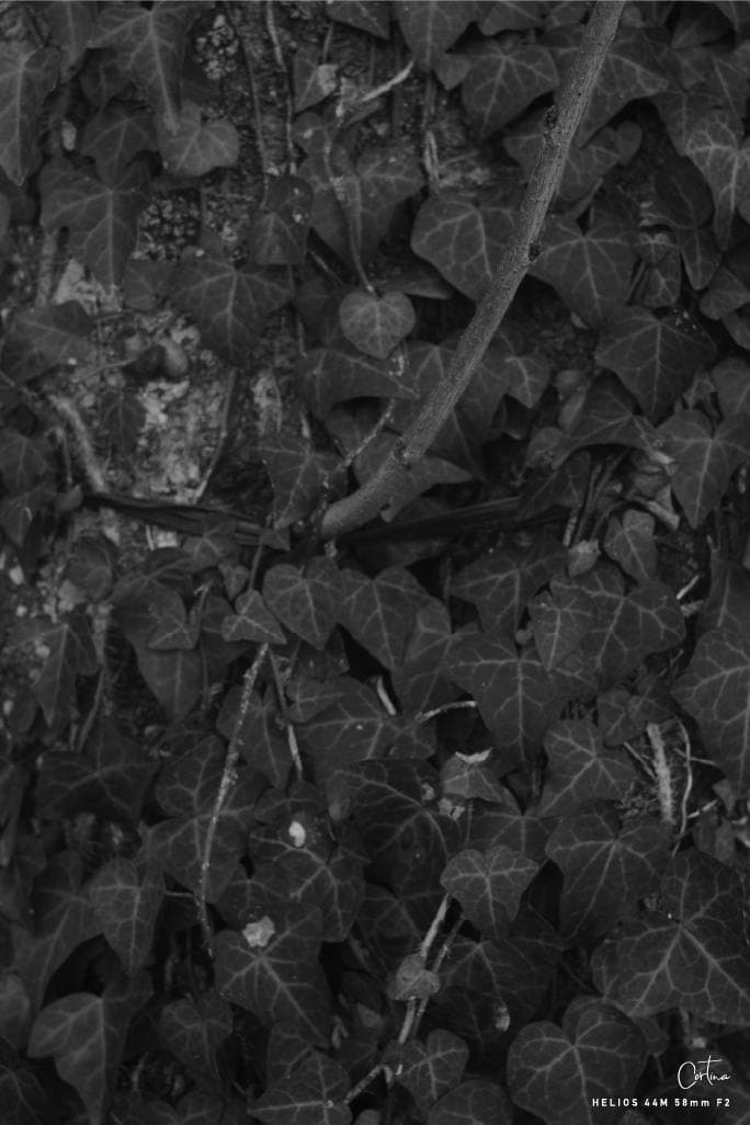 HELIOS ヘリオス 44M 58mm F2 M42マウント ぐるぐるボケ