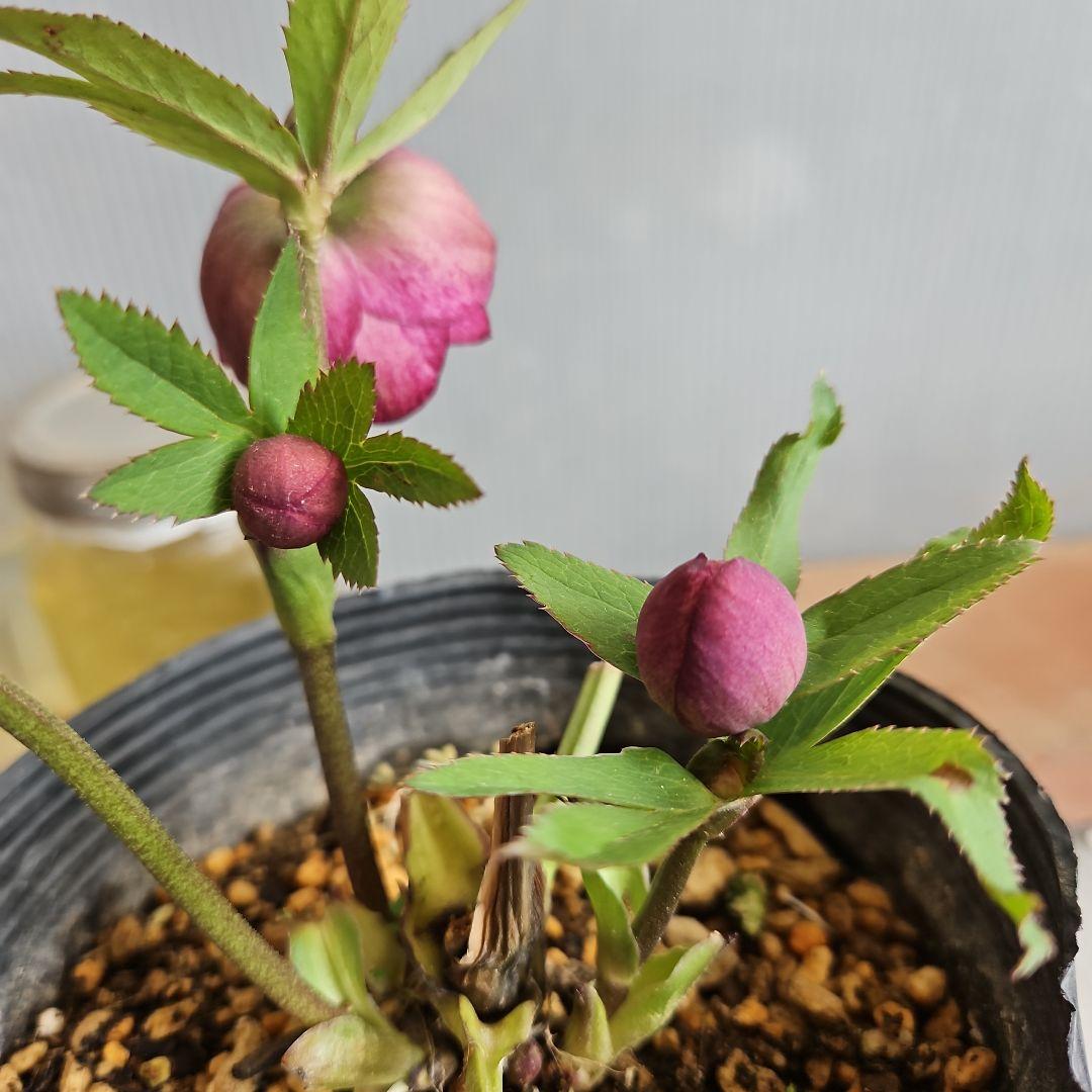 ㉖-291クリスマスローズ