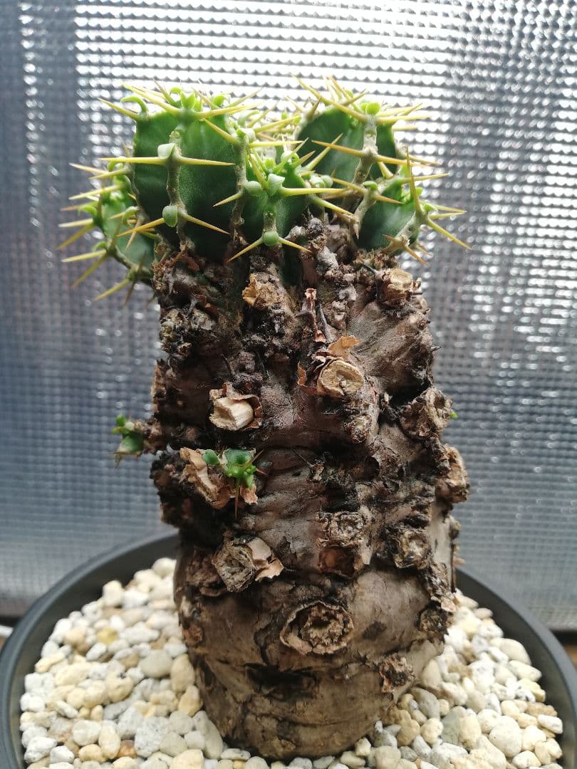 美株‼️ユーフォルビア ムランジーナ